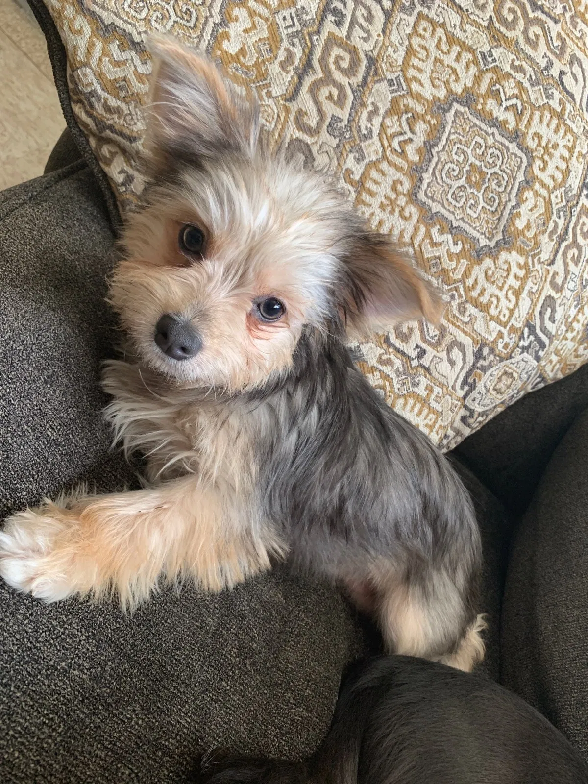 Lost dog in Fort Worth, TX, 76115