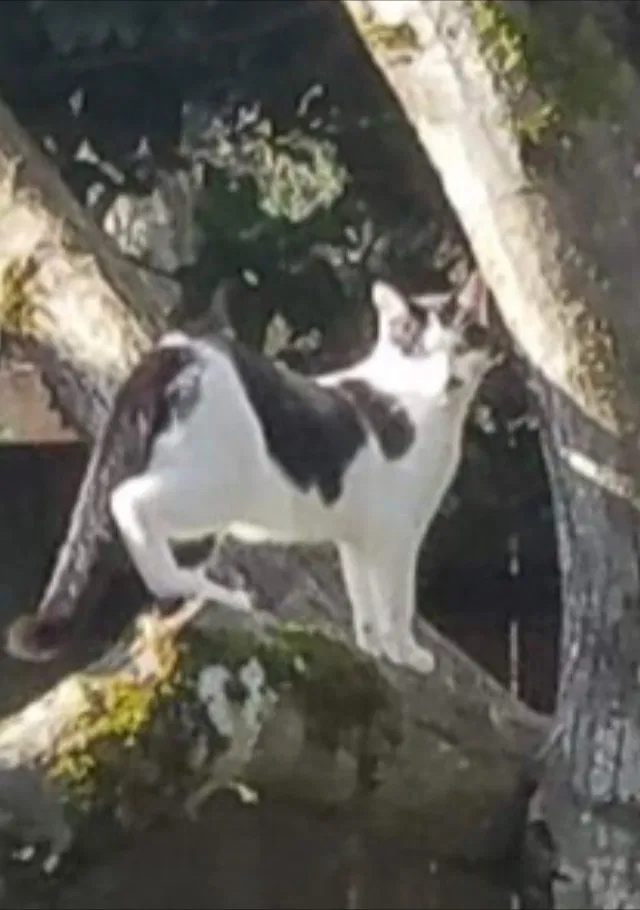 Lost cat in Portland, OR, 97206
