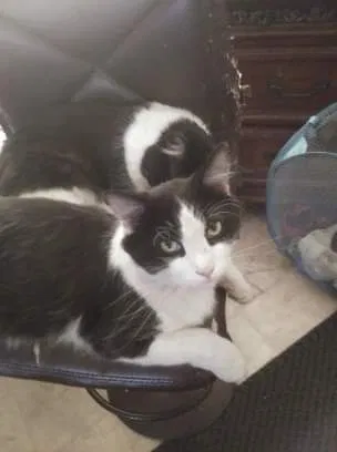 Lost cat in Fresno, CA, 93703