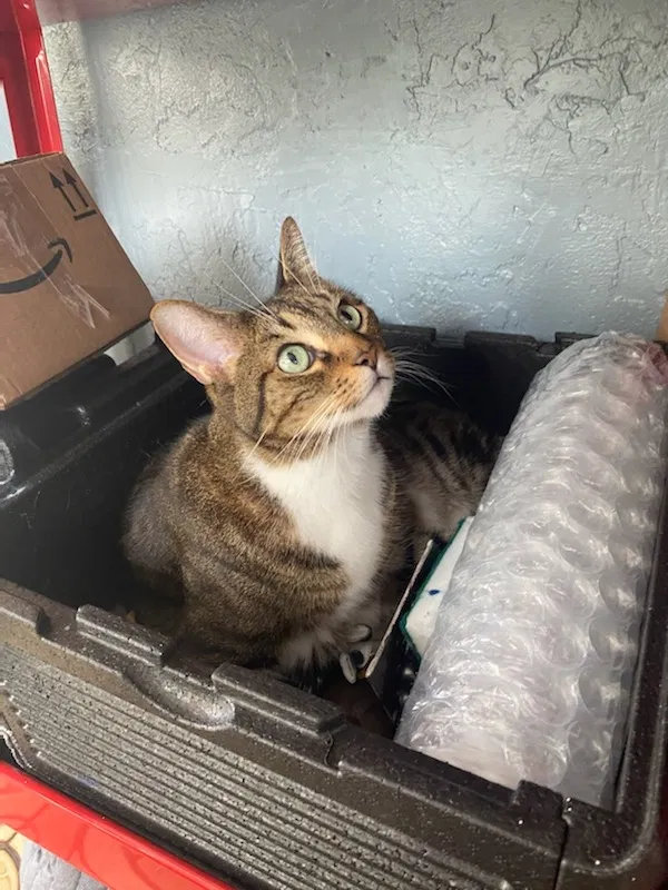 Lost cat in Fort Myers, FL, 33919
