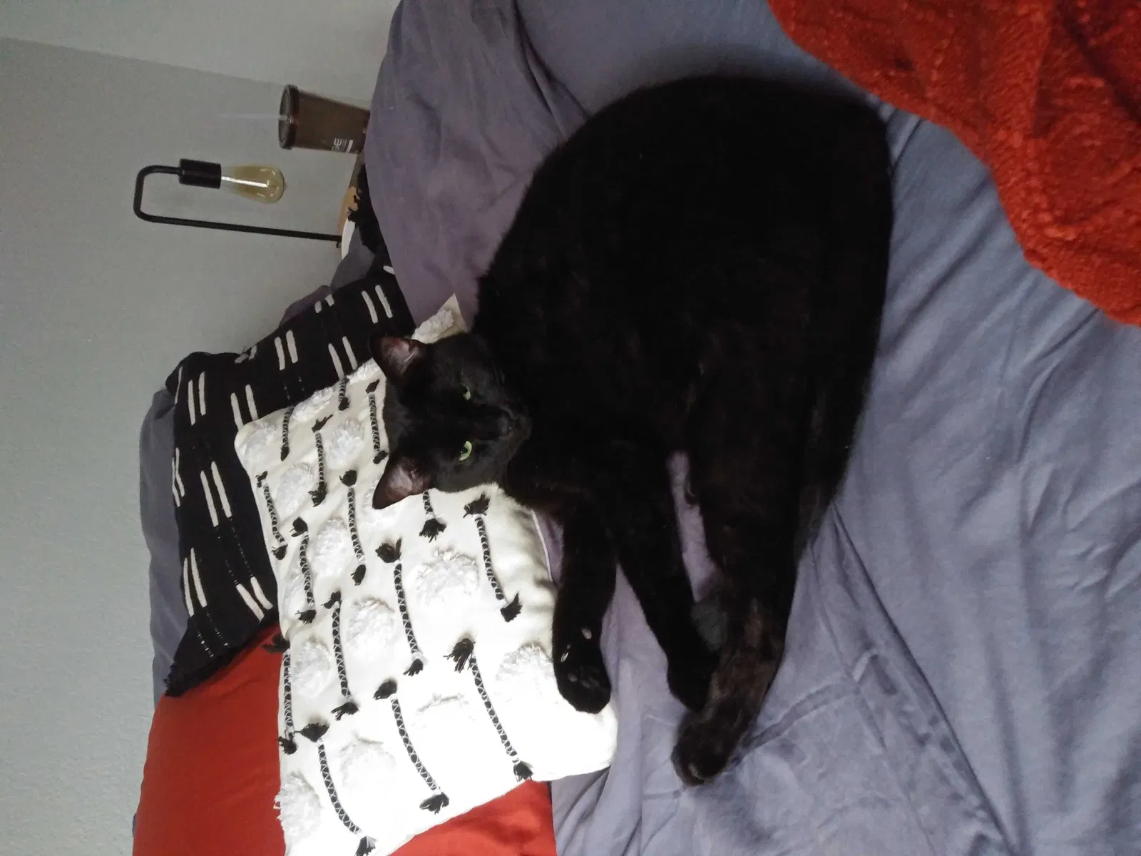 Lost cat in Tacoma, WA, 98409