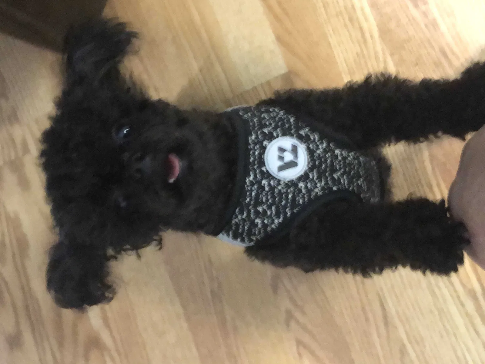 Lost dog in Gulfport, MS, 39503