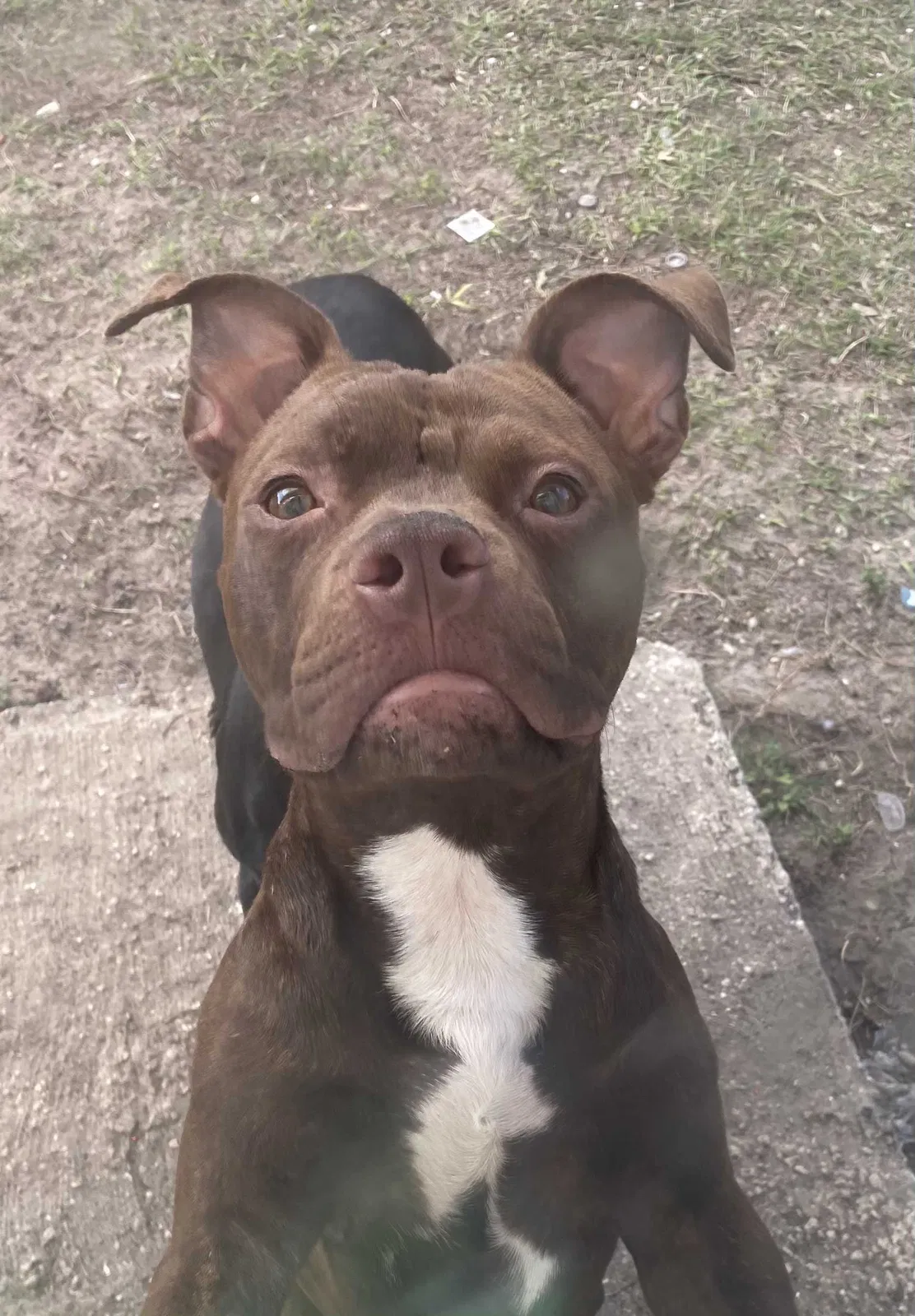 Lost dog in Tampa, FL, 33612