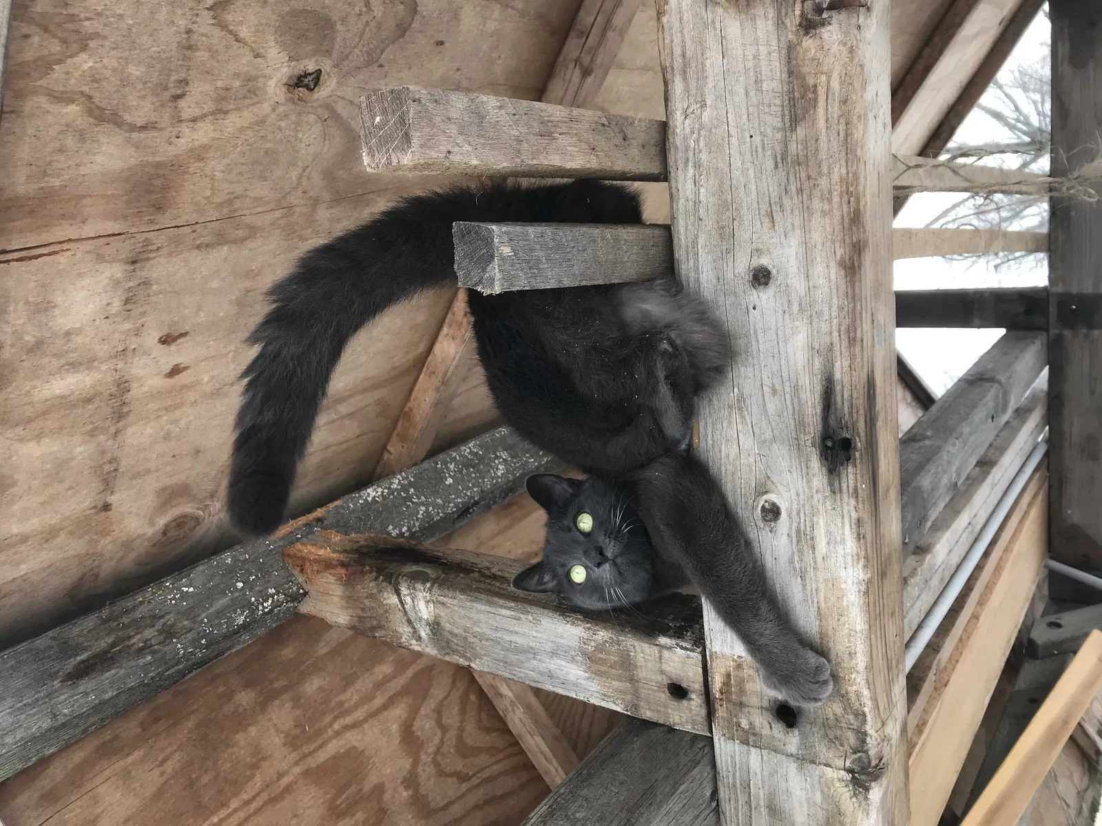 Lost cat in Saint Clair Shores, MI, 48080