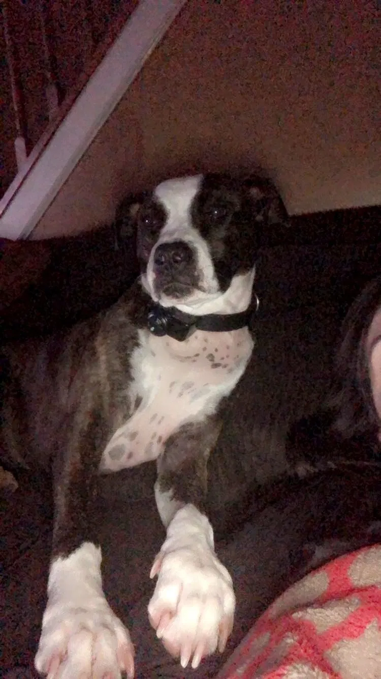 Lost dog in Trenton, OH, 45067