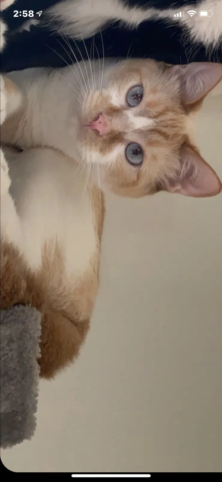 Lost cat in Clarksville, TN, 37040