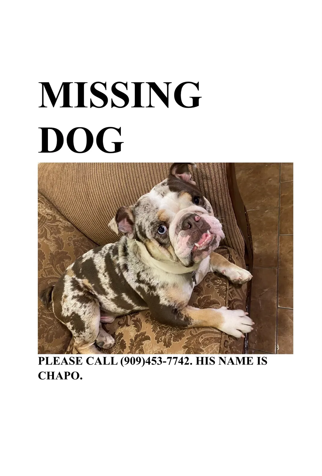 Lost dog in Highland, CA, 92346