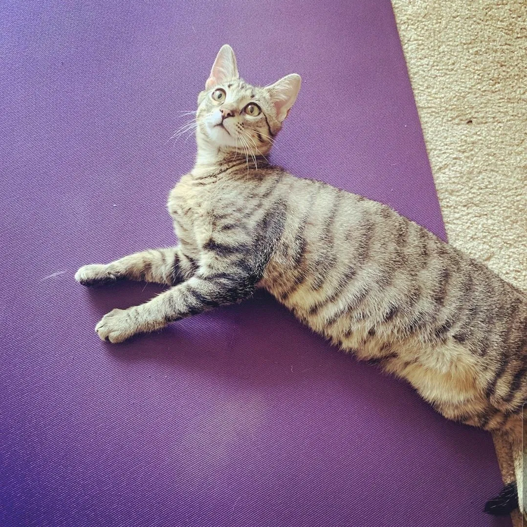 Lost cat in Long Beach, CA, 90813