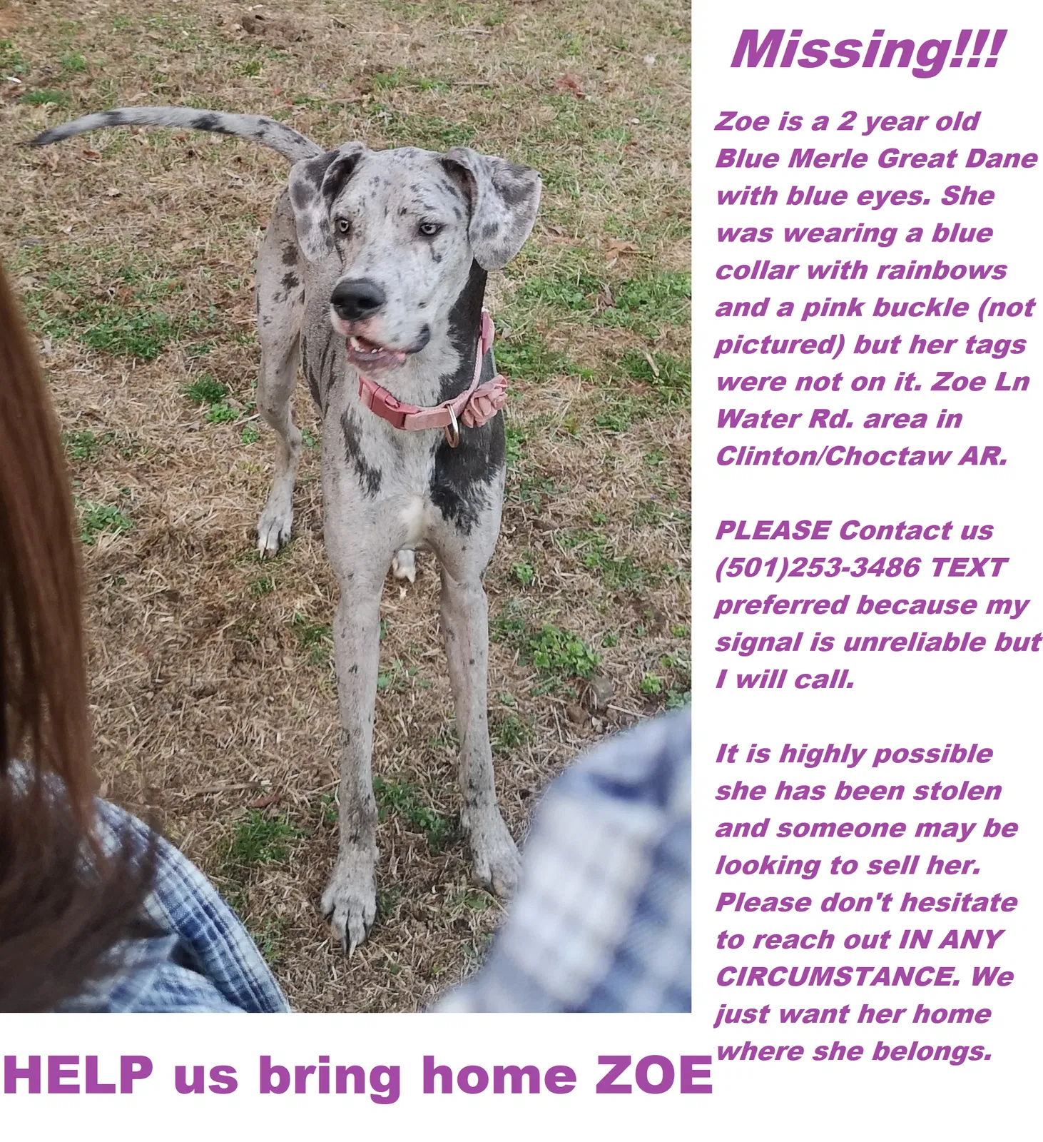 Lost dog in Clinton, AR, 72031