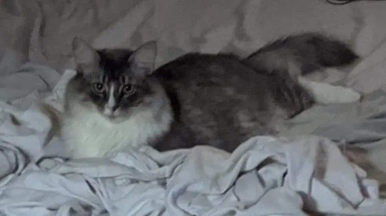 Lost cat in Wilmington, NC, 28412