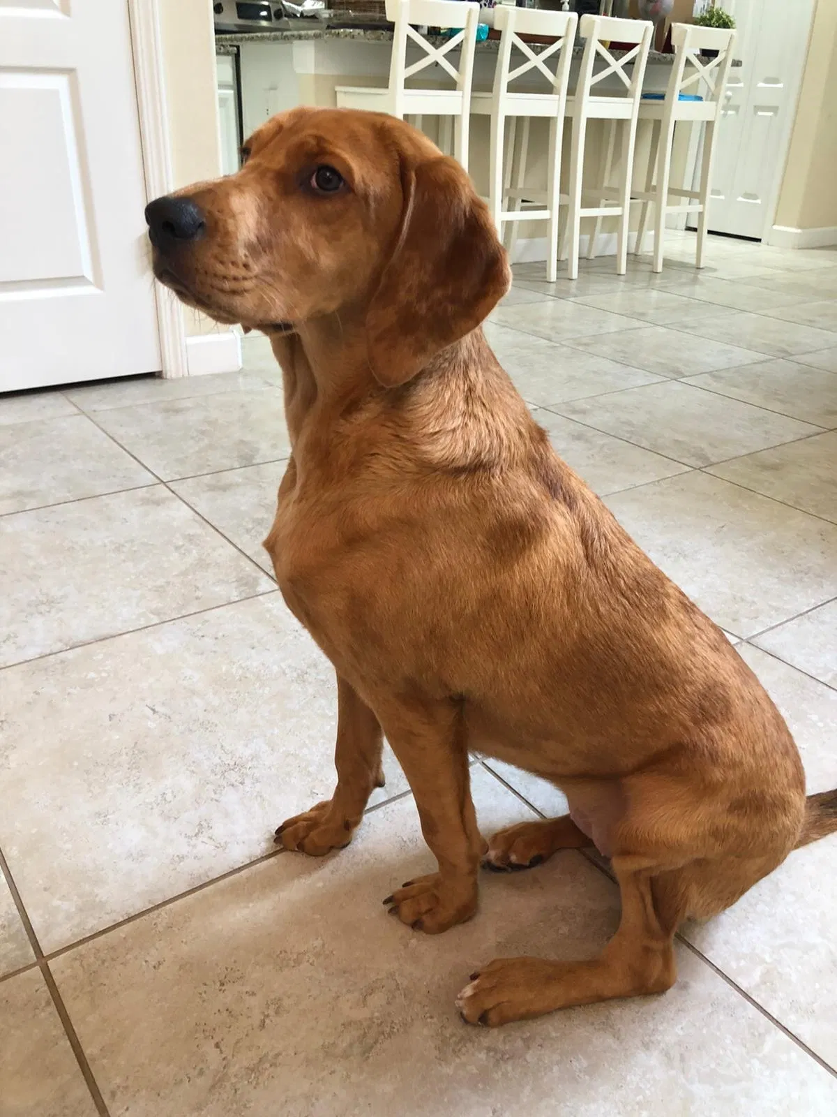Lost dog in Kissimmee, FL, 34747