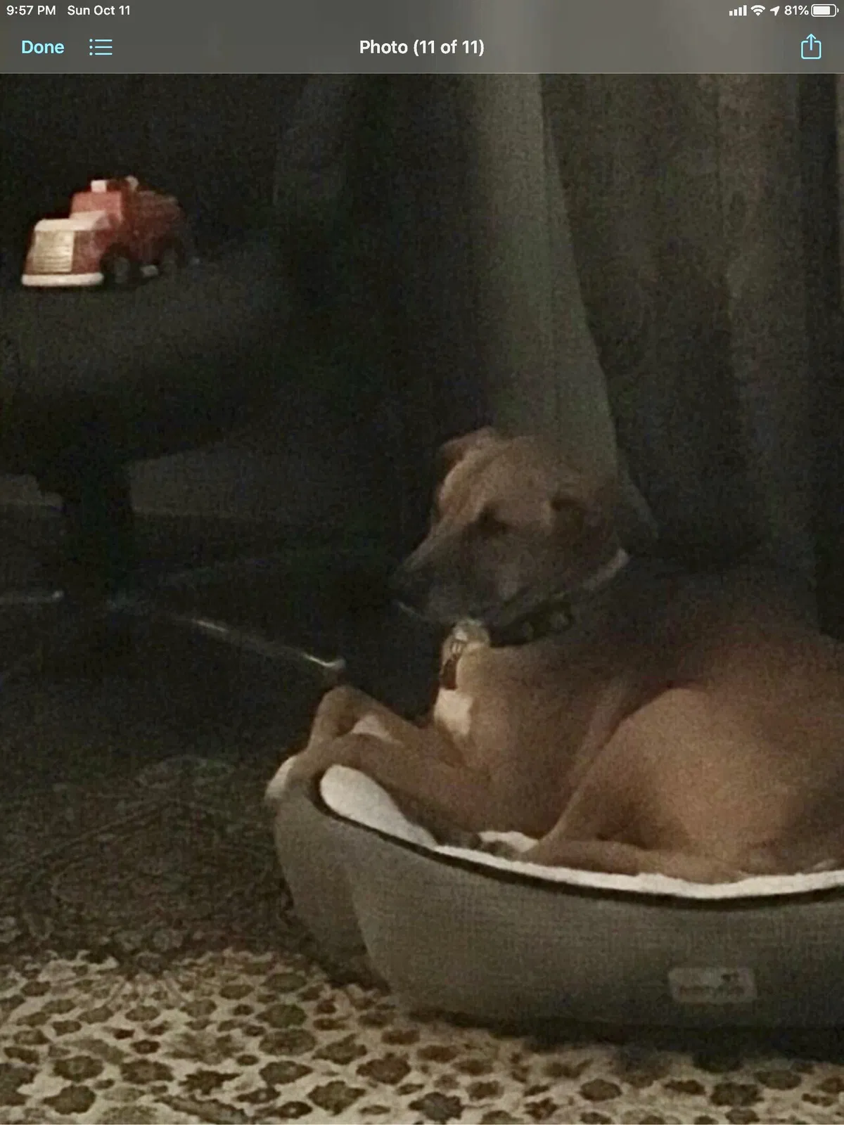 Lost dog in Pflugerville, TX, 78660
