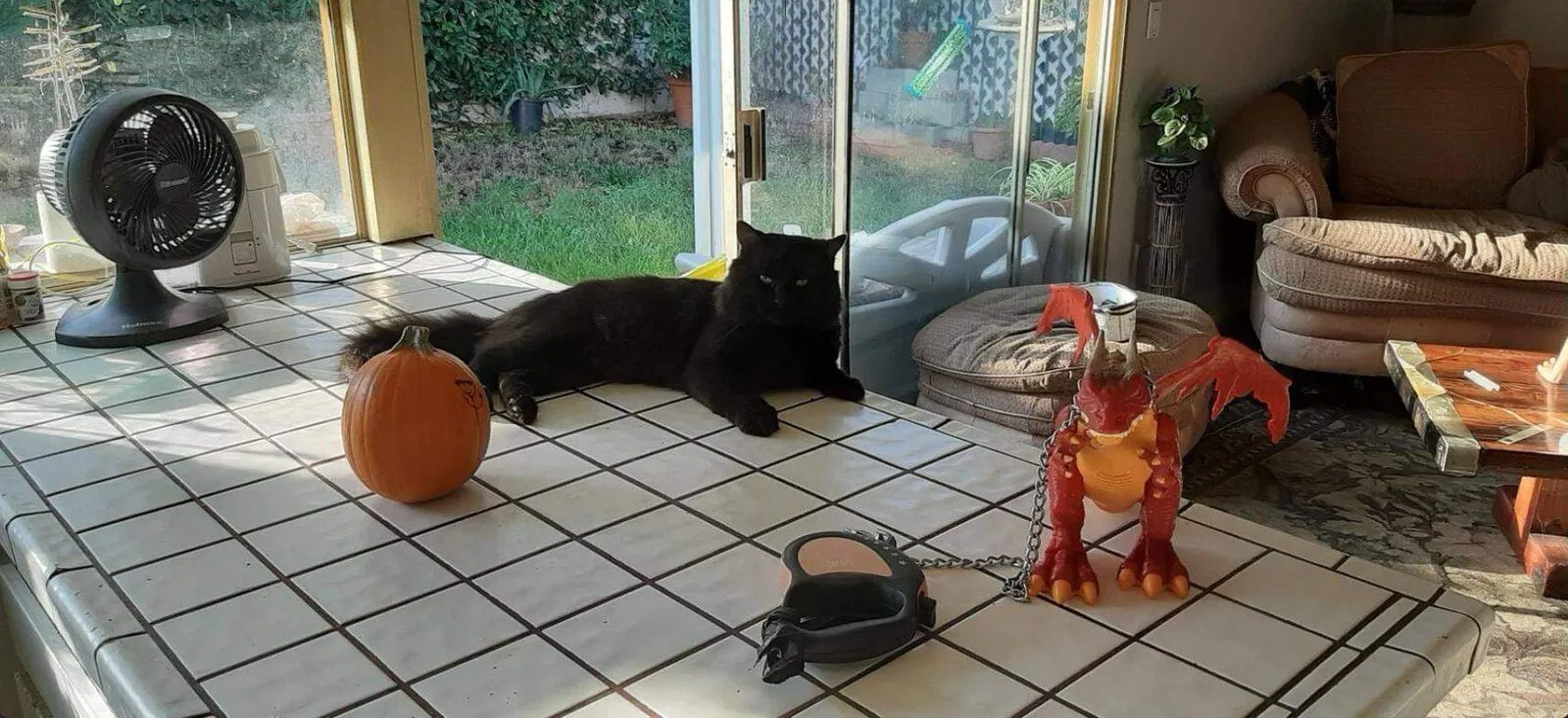 Lost cat in Lake Forest, CA, 92630