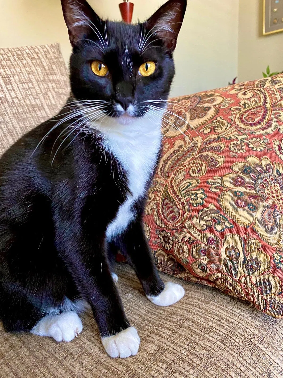 Lost cat in Birmingham, AL, 35242