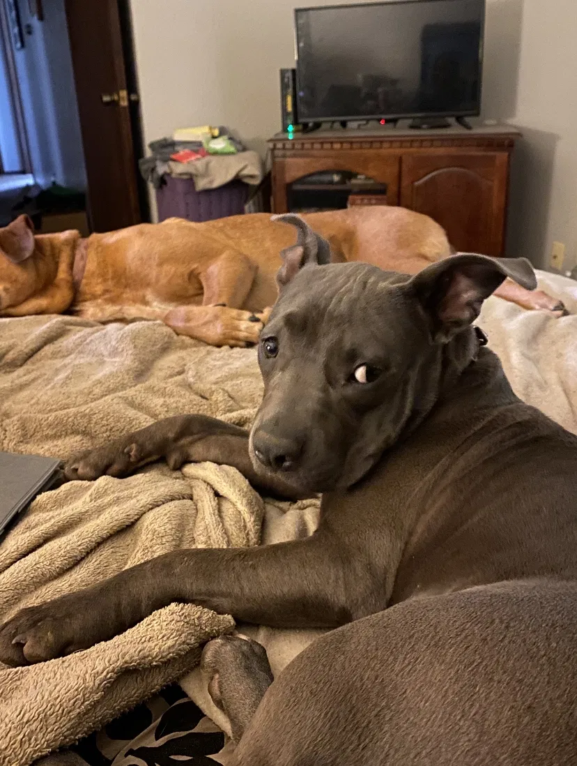 Lost dog in Edmond, OK, 73003