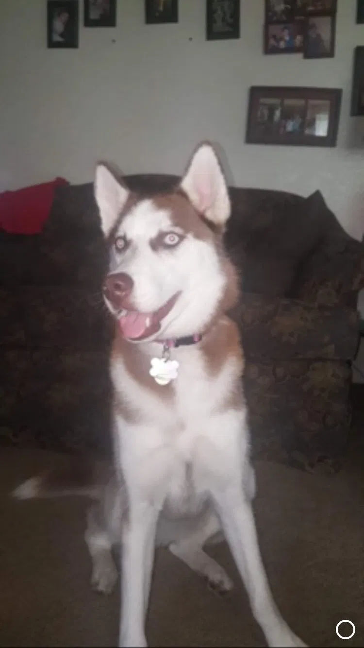 Lost dog in Pleasant Plains, AR, 72568