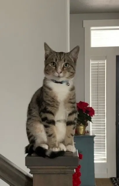 Lost cat in Greenacres, WA, 99016