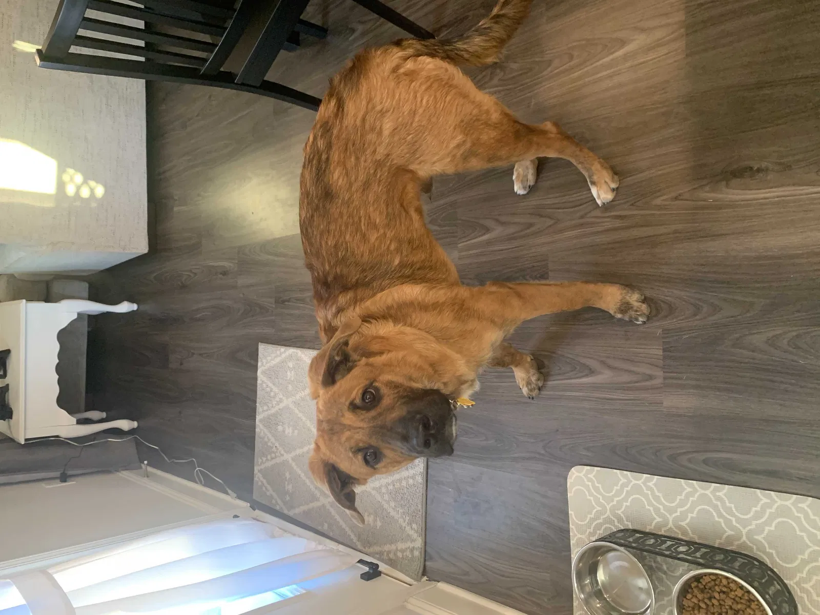 Lost dog in Gainesville, GA, 30504