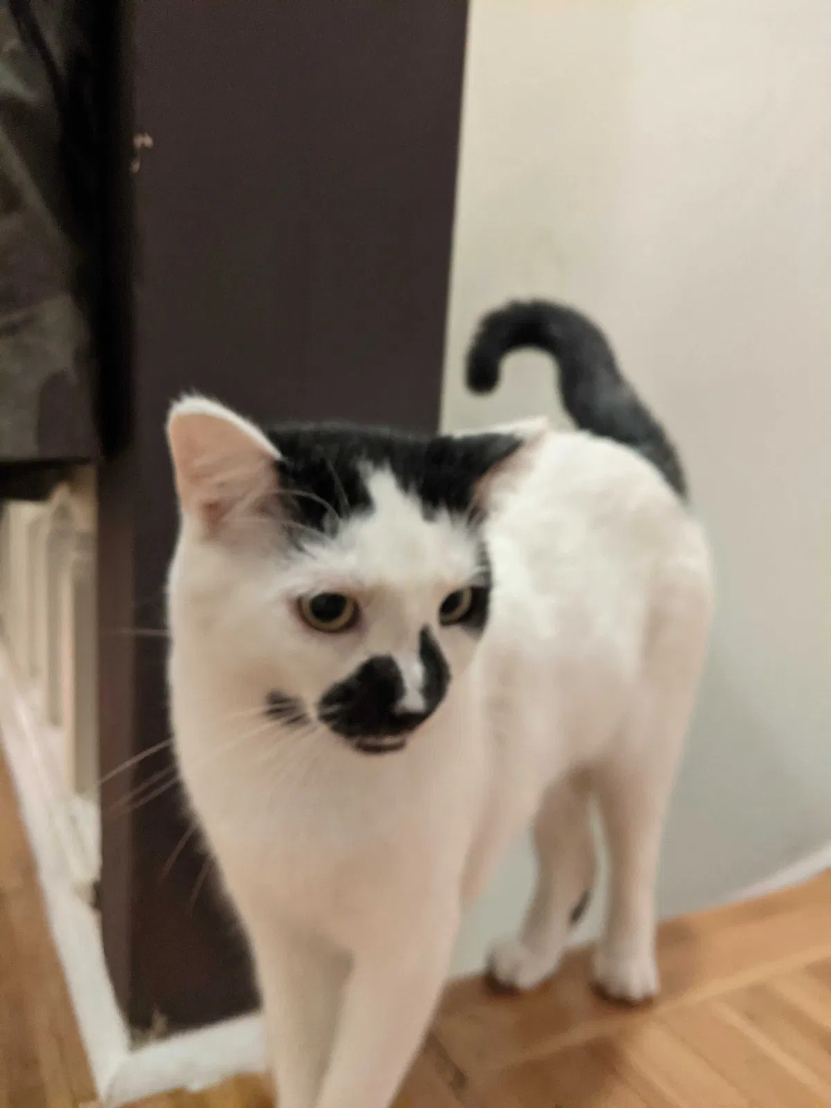 Lost cat in Philadelphia, PA, 19146