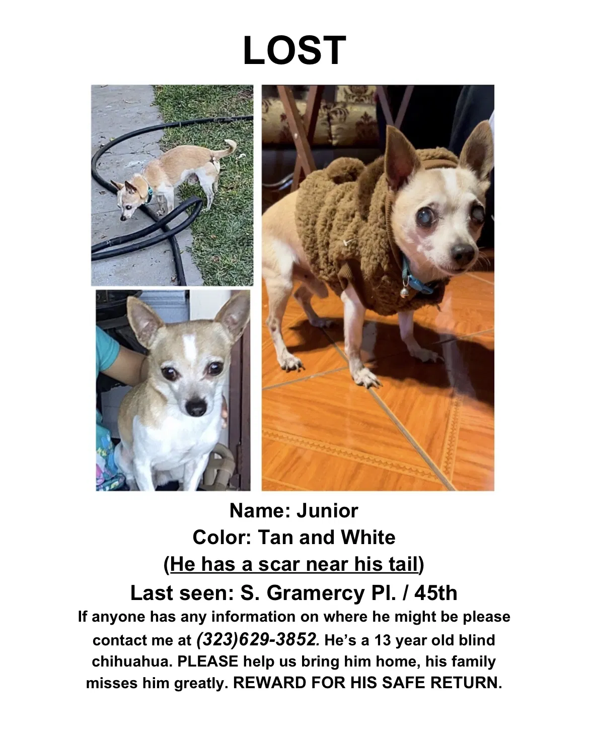 Lost dog in Los Angeles, CA, 90062