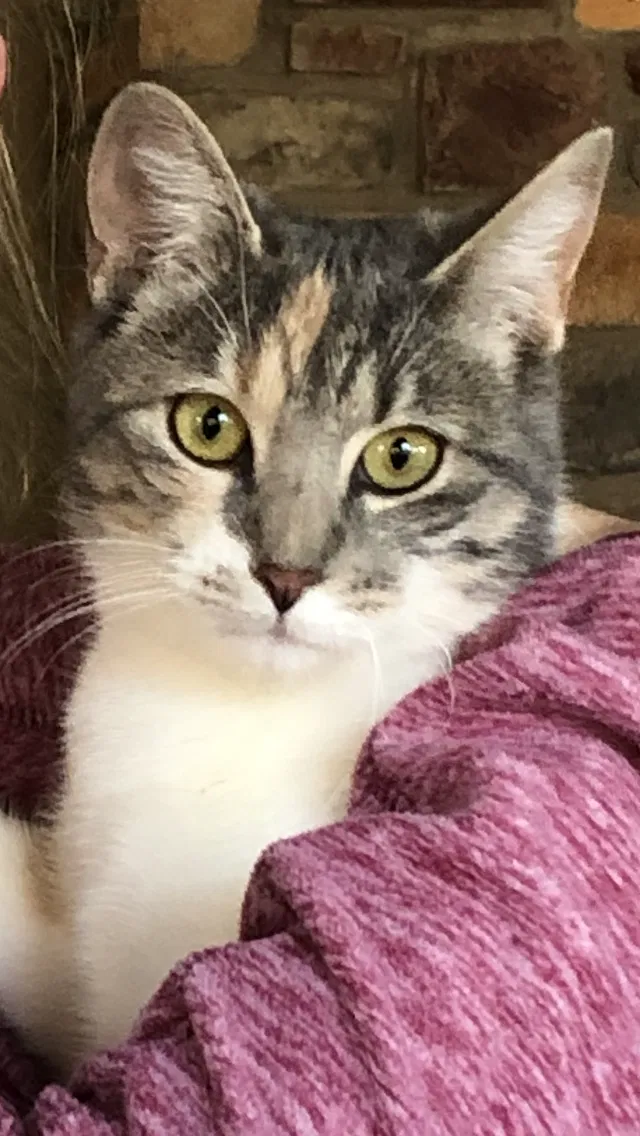 Lost cat in Vilonia, AR, 72173