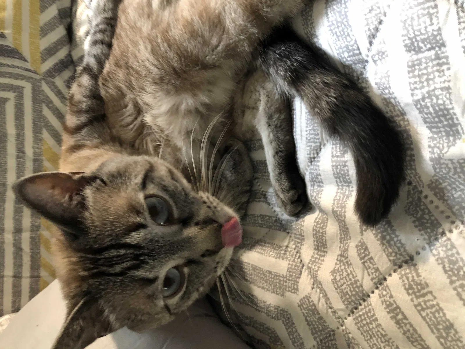 Lost cat in Colorado Springs, CO, 80917