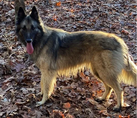 Lost dog in Charlottesville, VA, 22902