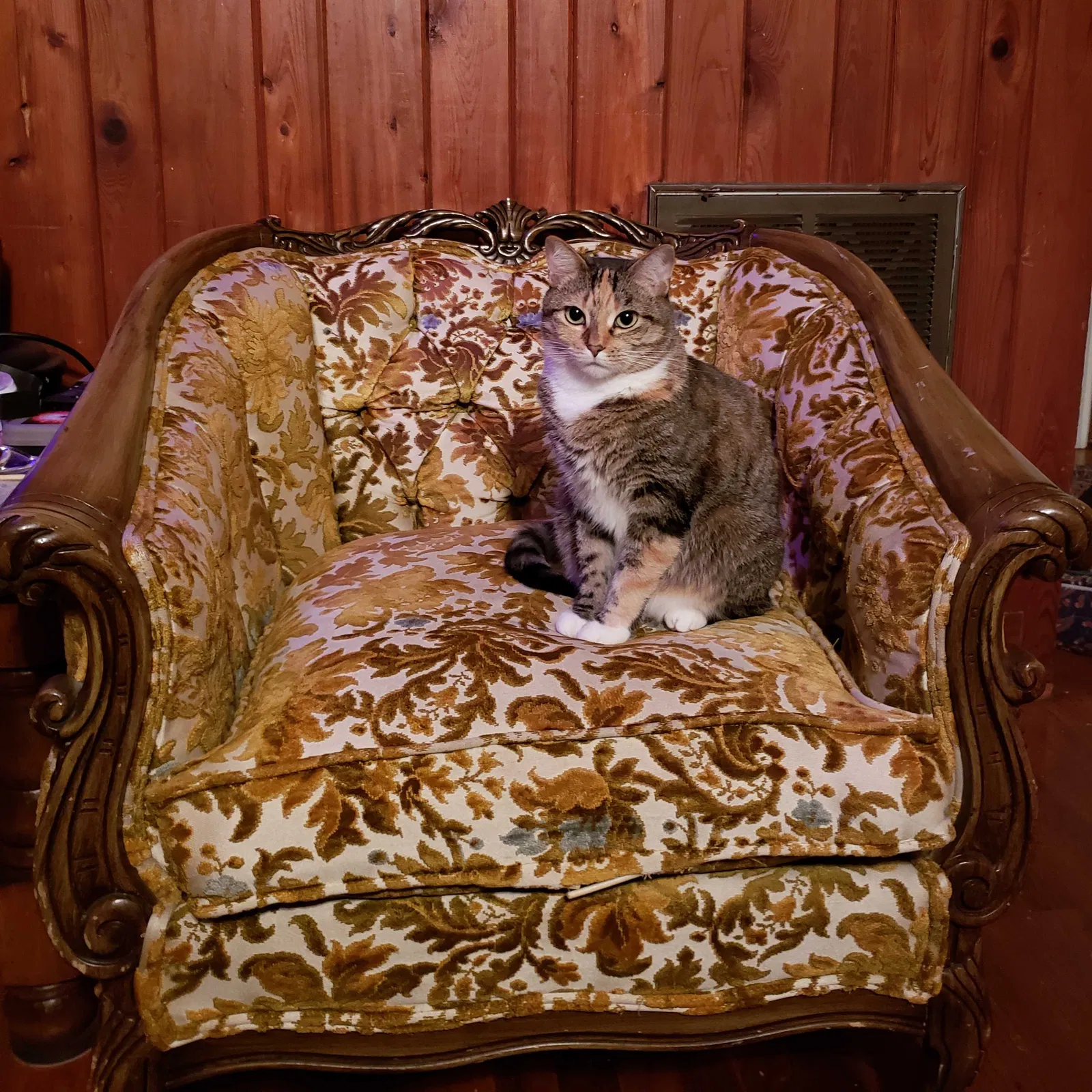 Lost cat in Myrtle Beach, SC, 29579