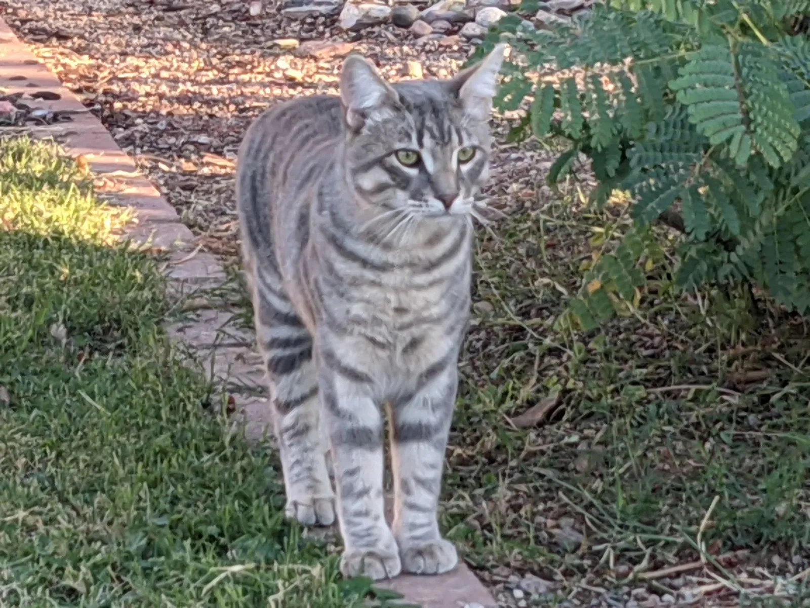 Lost cat in Phoenix, AZ, 85033