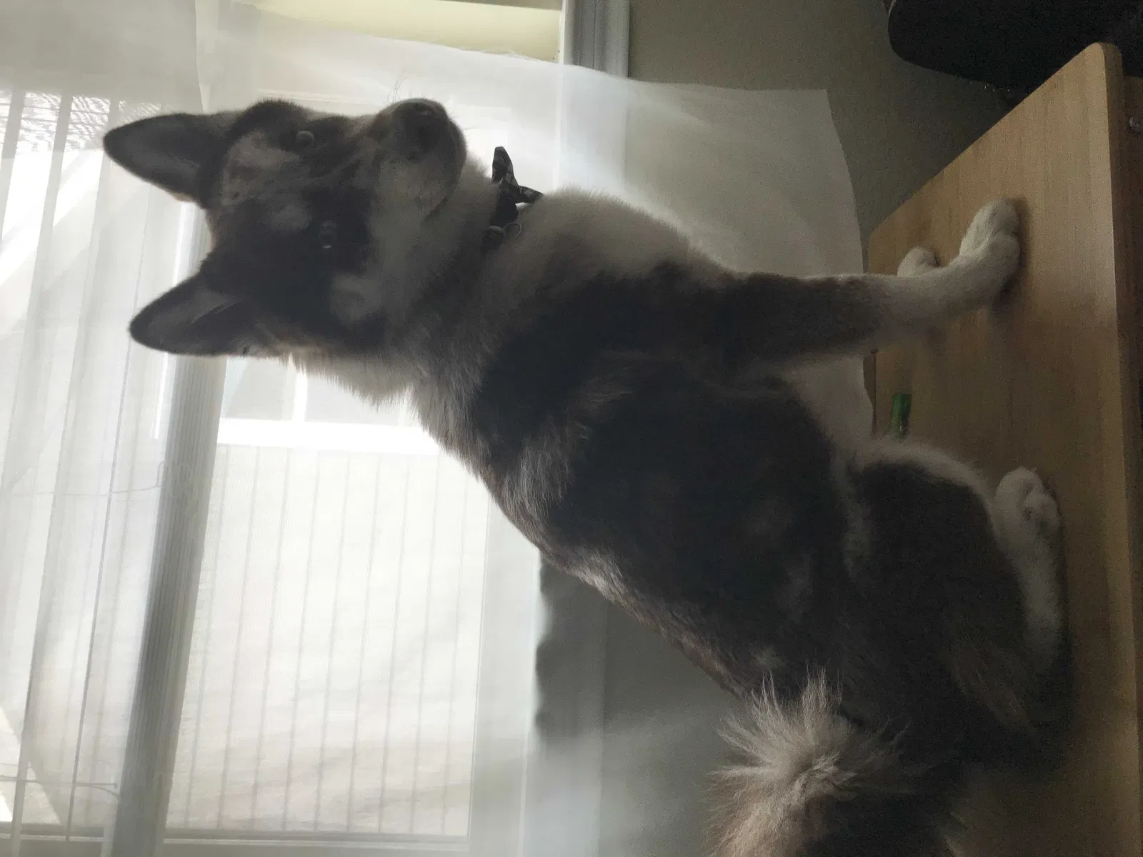 Lost dog in College Station, TX, 77845