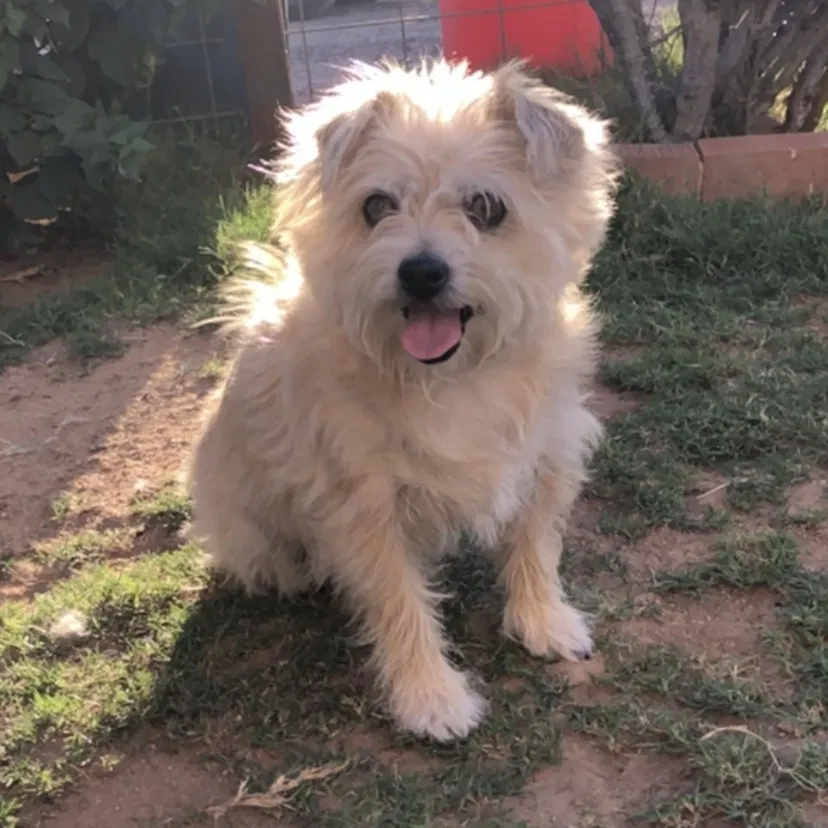 Lost dog in Tucson, AZ, 85743