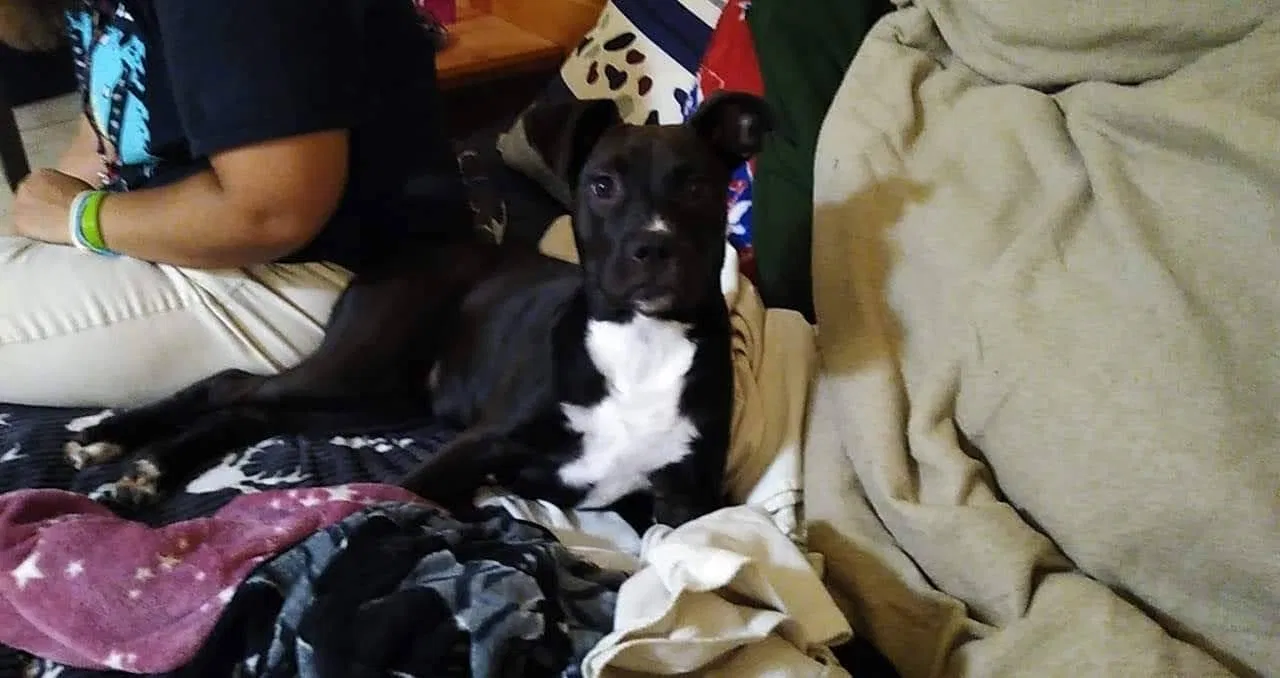 Lost dog in Hickory, NC, 28601