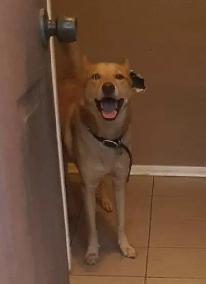 Lost dog in Pearland, TX, 77584