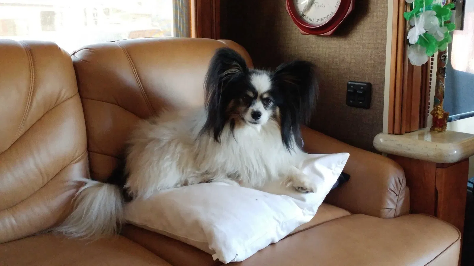 Lost dog in Clermont, FL, 34714