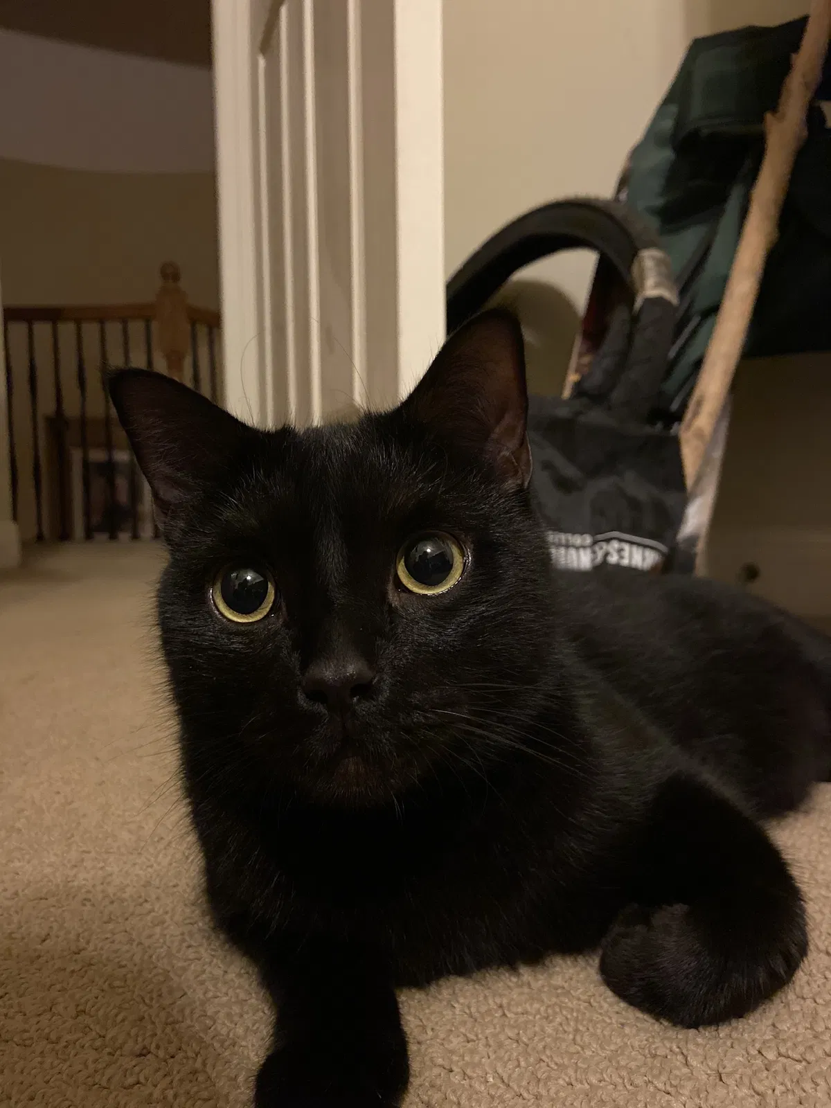 Lost cat in Austin, TX, 78739