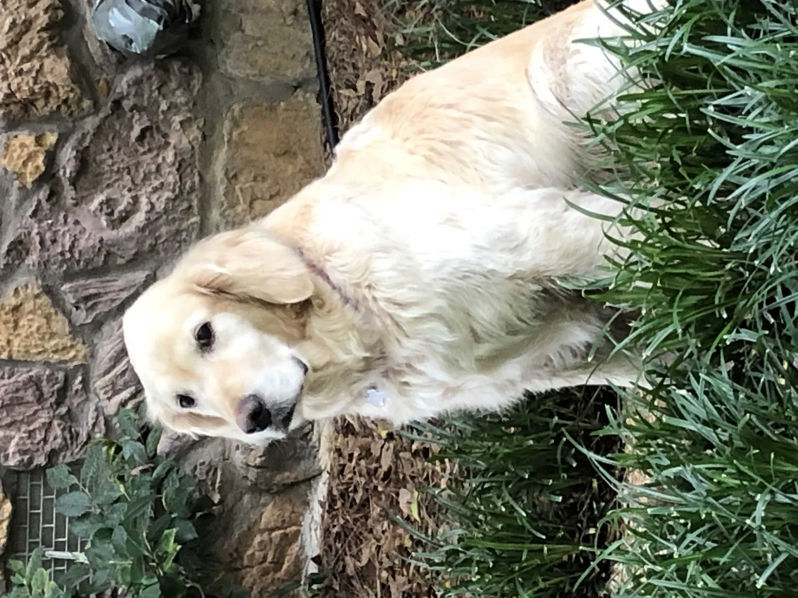 Lost dog in Canton, MS, 39046
