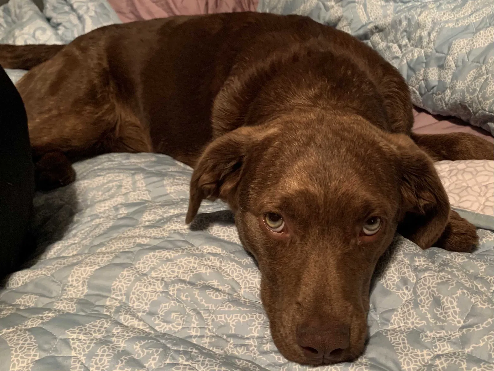 Lost dog in Bauxite, AR, 72011