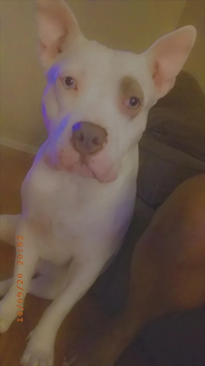 Lost dog in Decatur, GA, 30034