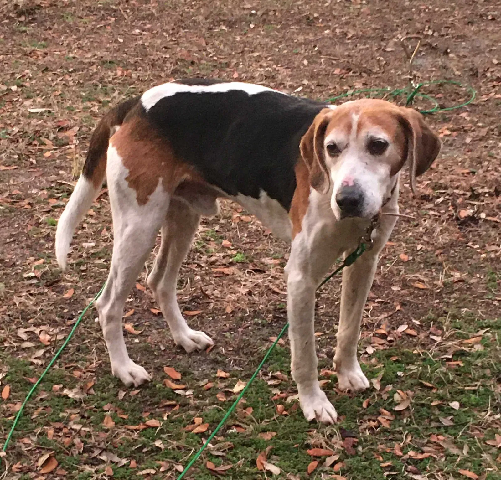 Found dog in Wilmington, NC, 28412