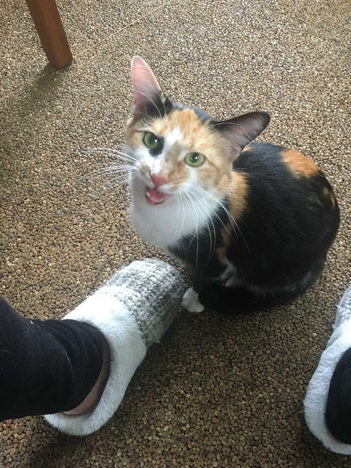 Found cat in Palm Bay, FL, 32905