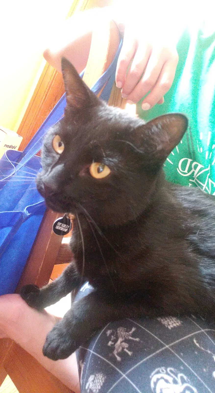 Lost cat in Chicago, IL, 60656