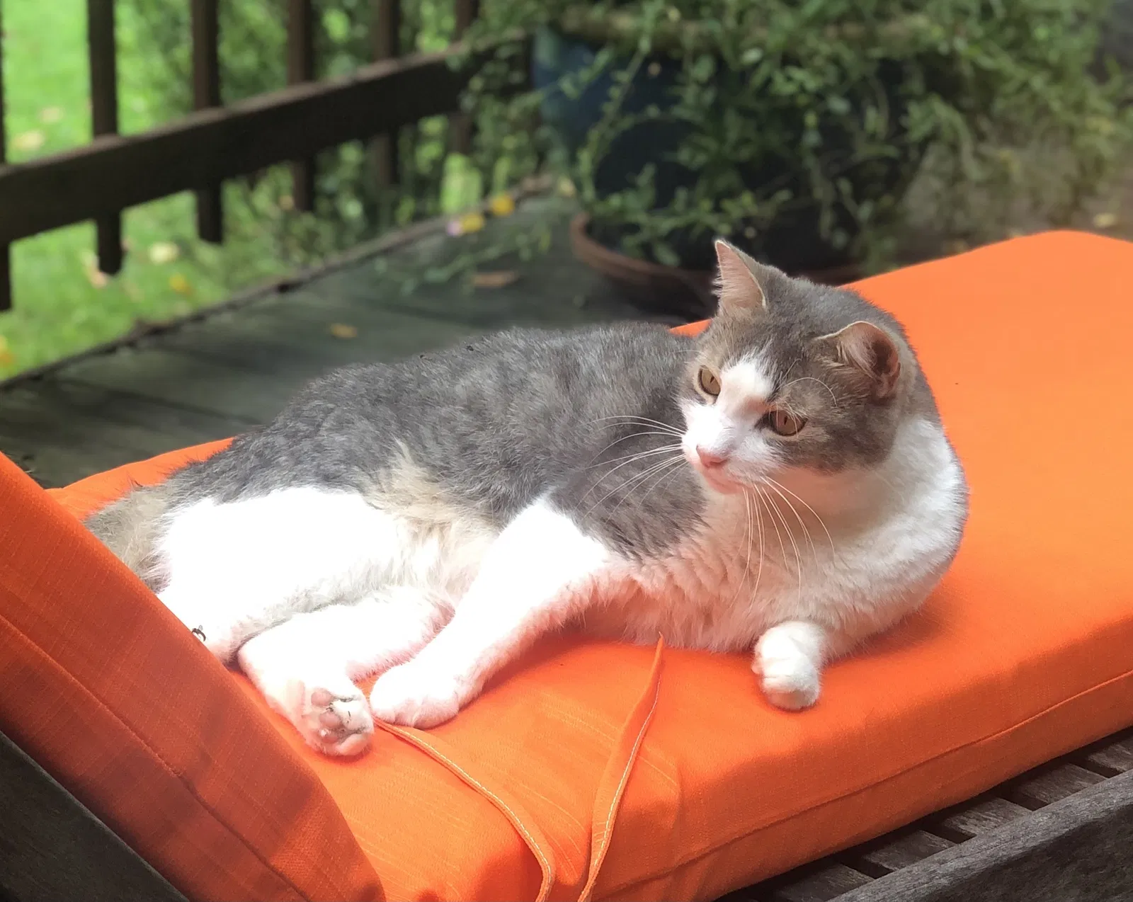 Lost cat in Lambertville, NJ, 8530