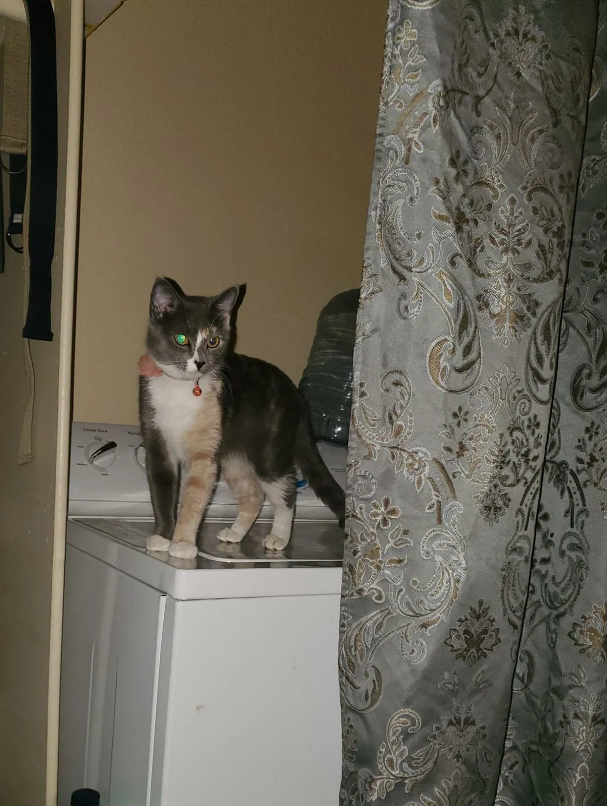 Lost cat in Denver, CO, 80219