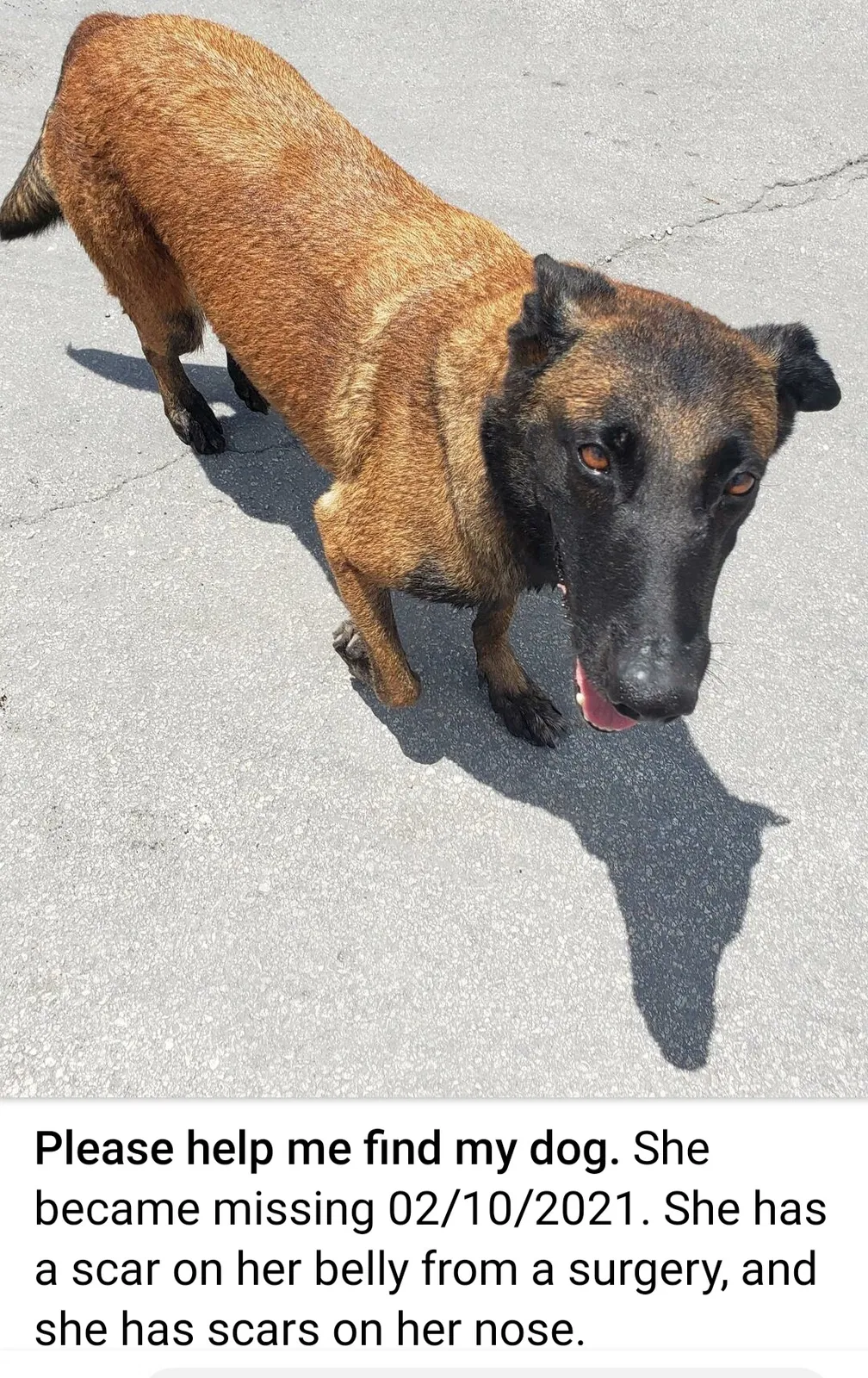 Lost dog in Homestead, FL, 33032