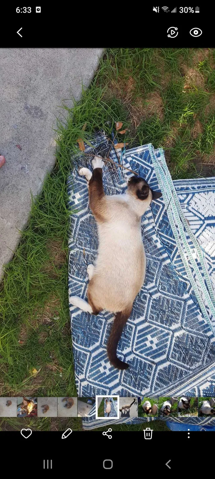 Lost cat in San Diego, CA, 92105