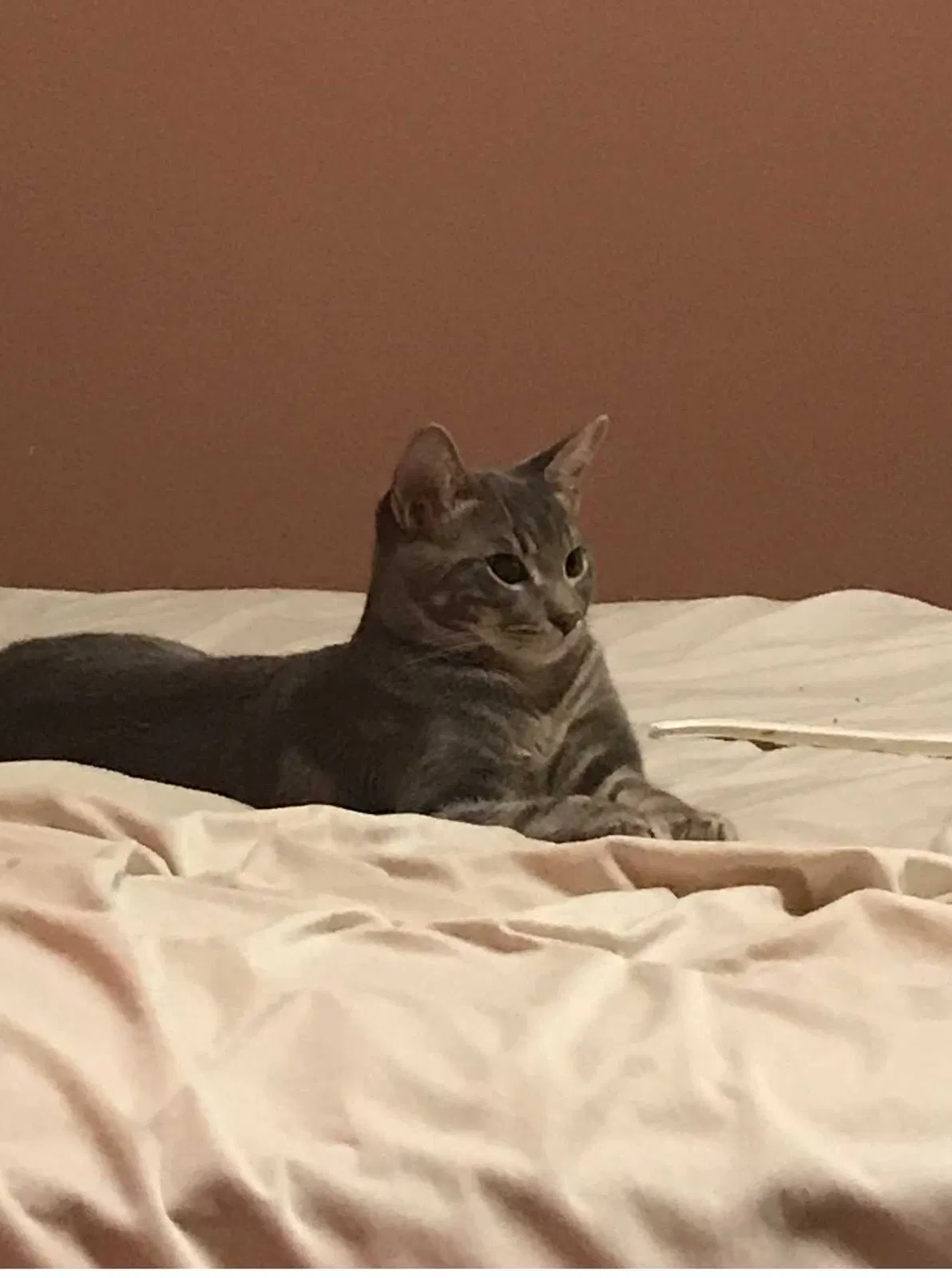 Lost cat in Humble, TX, 77396
