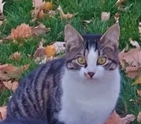 Lost cat in Pittsburgh, PA, 15237