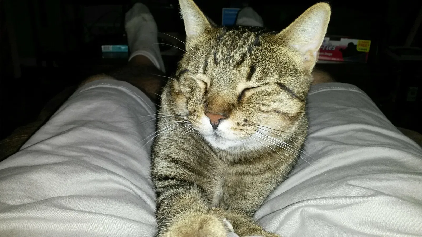 Lost cat in Oak Lawn, IL, 60453