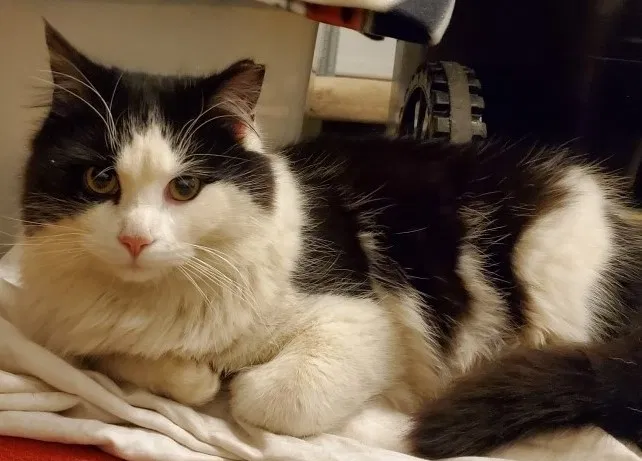 Lost cat in Pittsburgh, PA, 15237