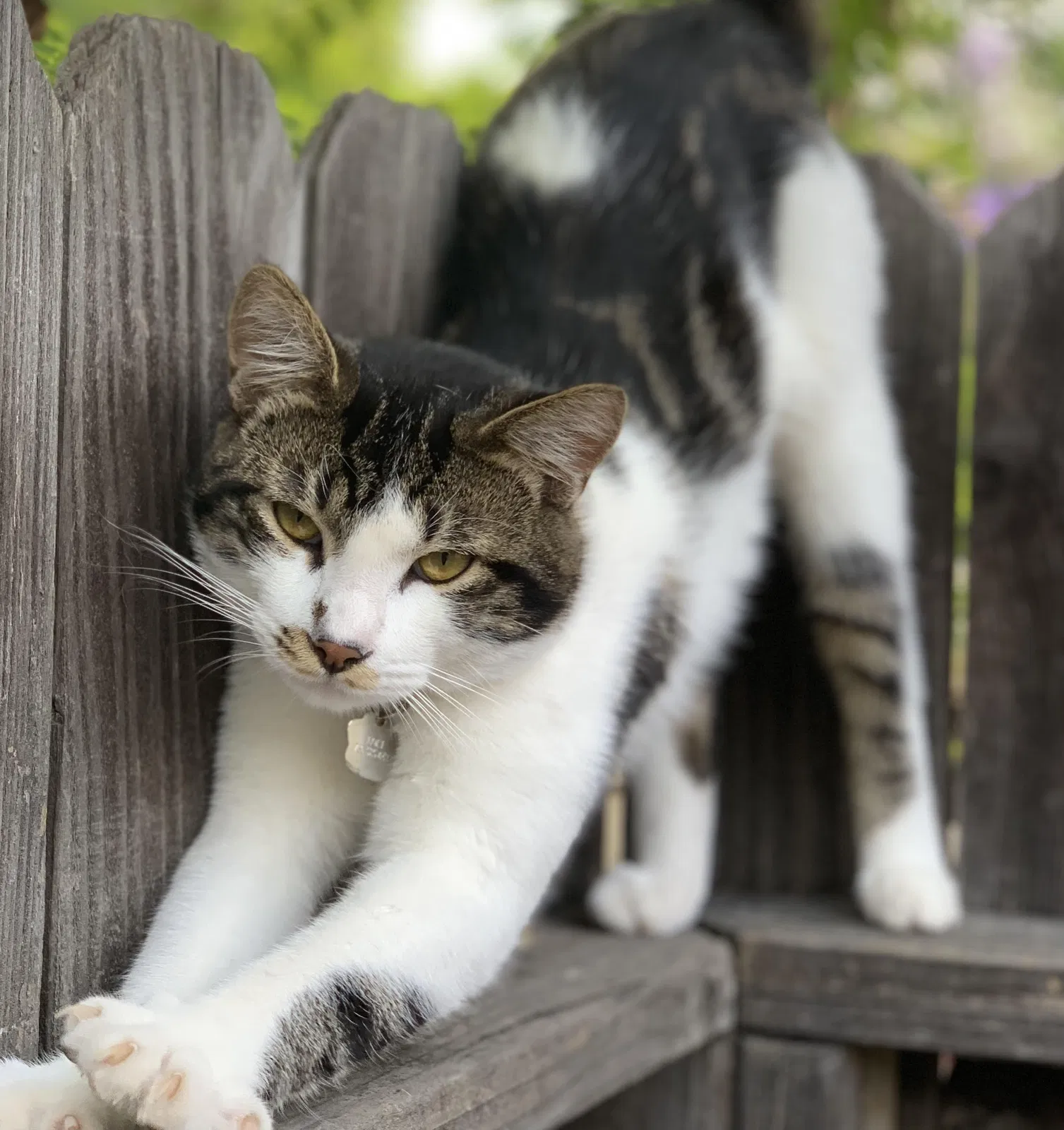 Lost cat in Santee, CA, 92071